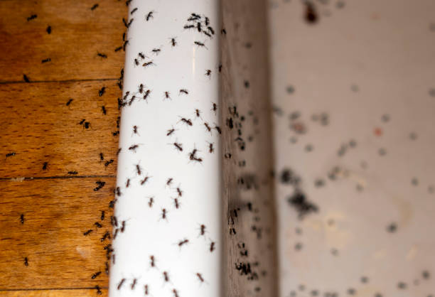 Trusted Leslie, MI Pest Control Experts